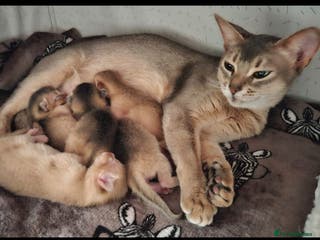 Abyssinian cats Abyssinian - Advert 2
