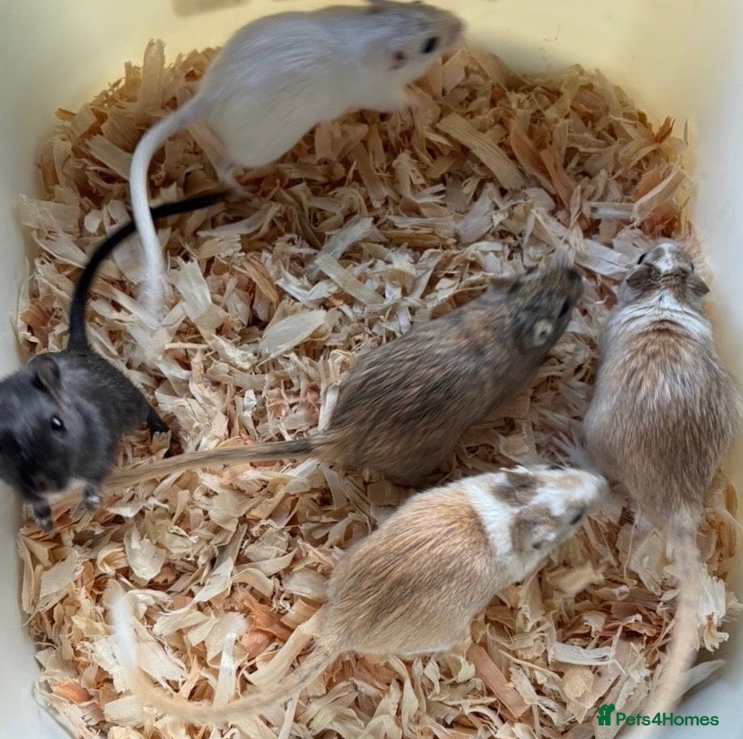 Gerbil rodents Baby gerbils super friendly and handled   - Advert 1