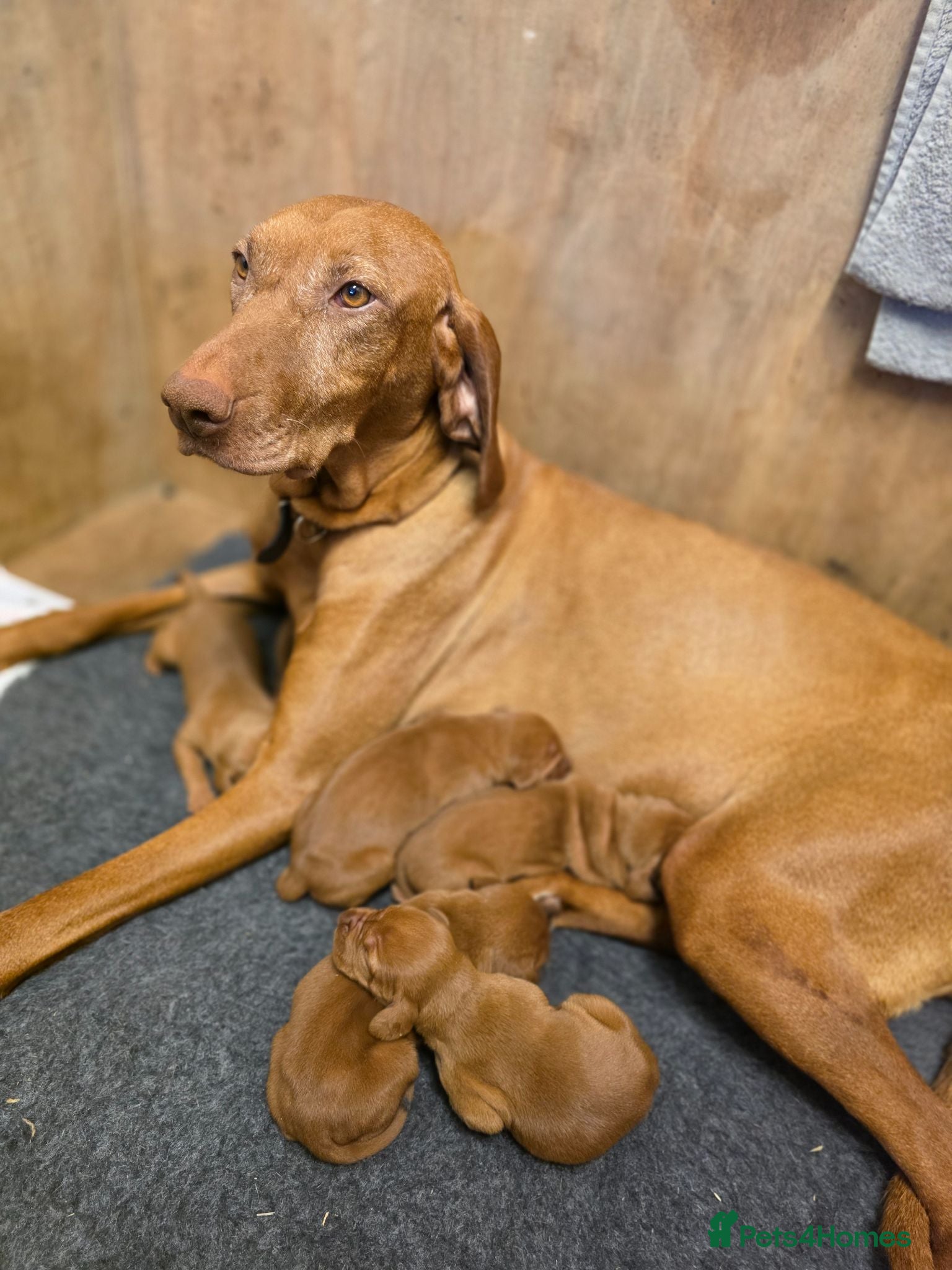 Hungarian Vizsla dogs Kennel Club registered Hungarian vizsla - Advert 1