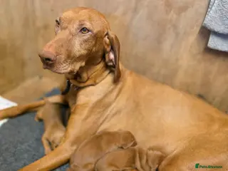 Hungarian Vizsla dogs Kennel Club registered Hungarian vizsla - Advert 1