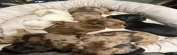 Miniature Dachshund dogs for sale: Long haired dachshund puppies - Advert 8