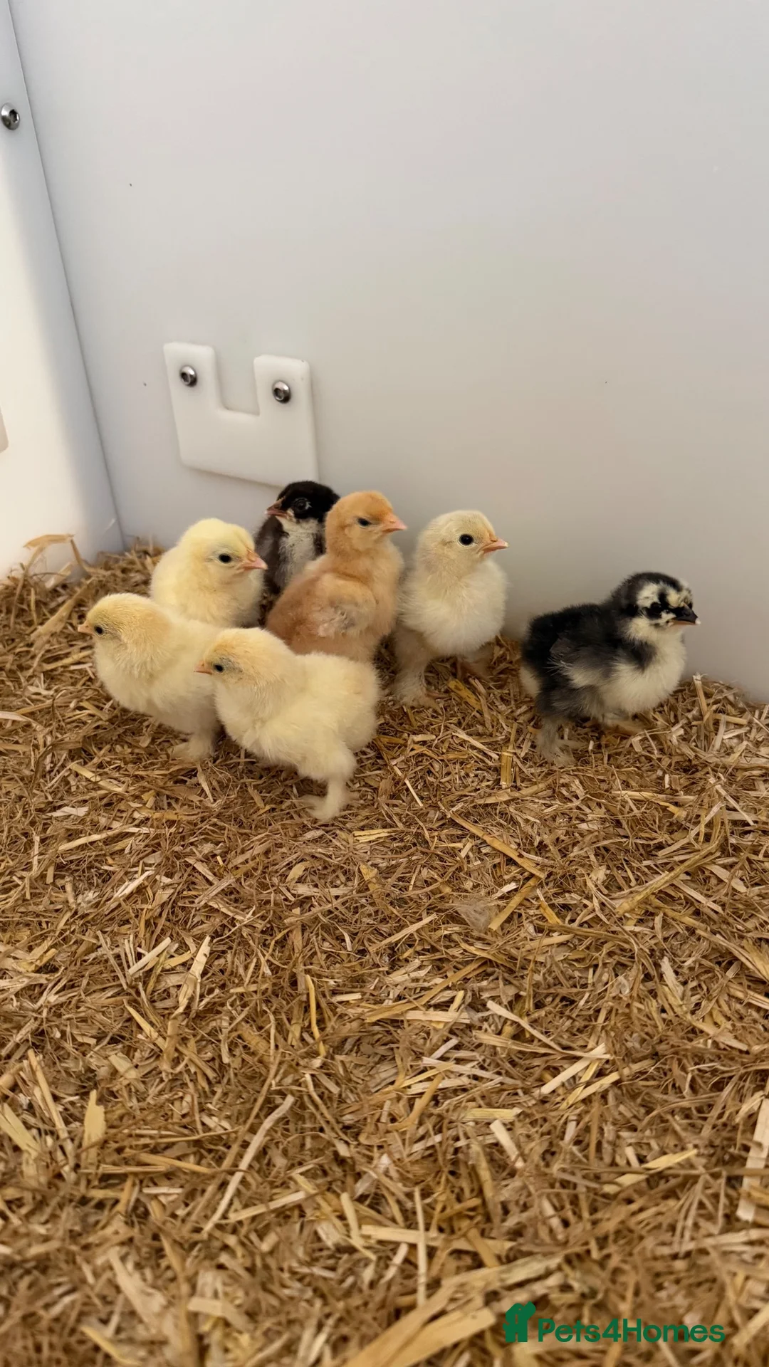 Chickens poultry for sale: Pekins - Advert 1