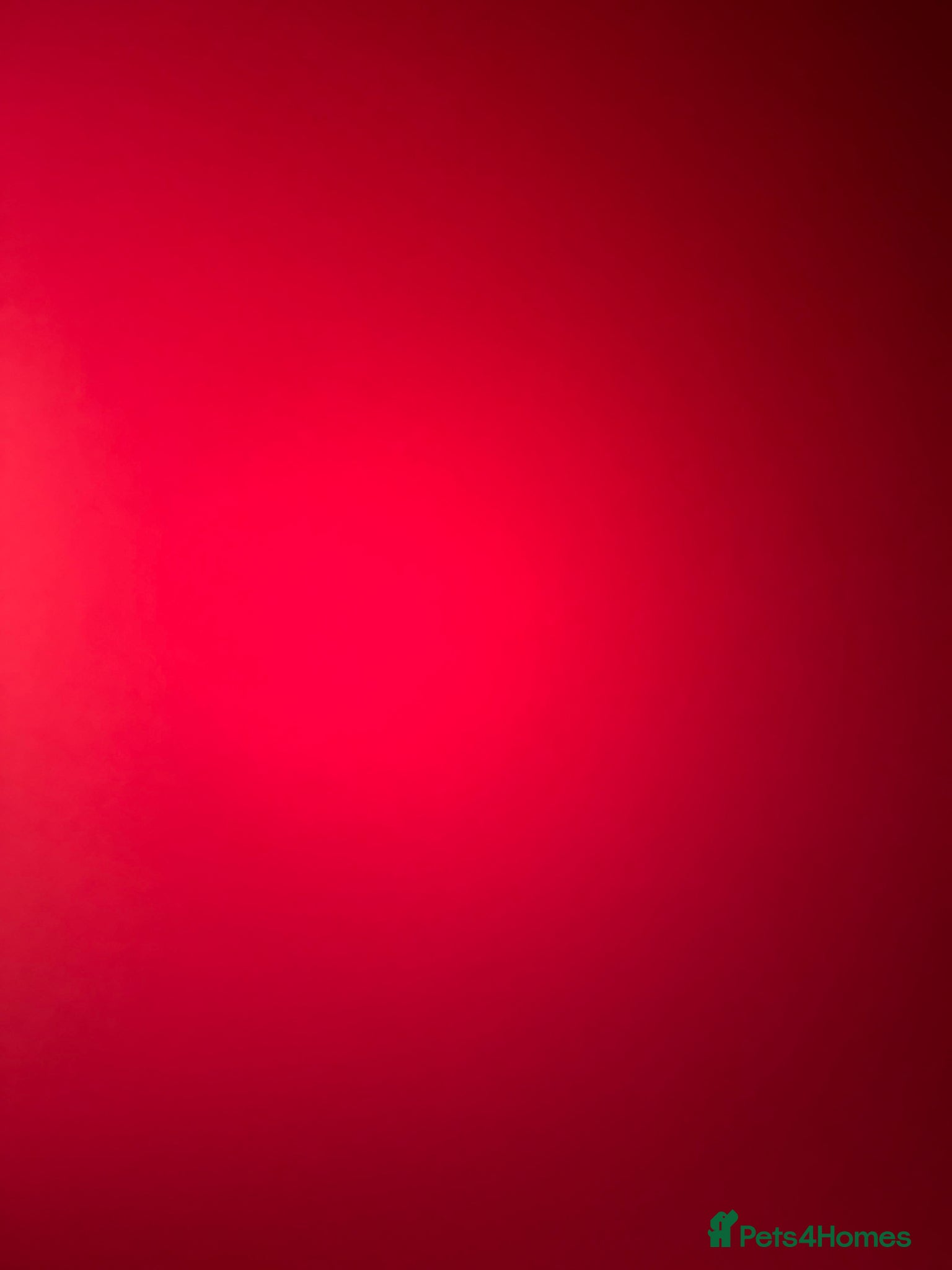 Mixed Breed cats Dndnejdjfjcjd - Advert 1