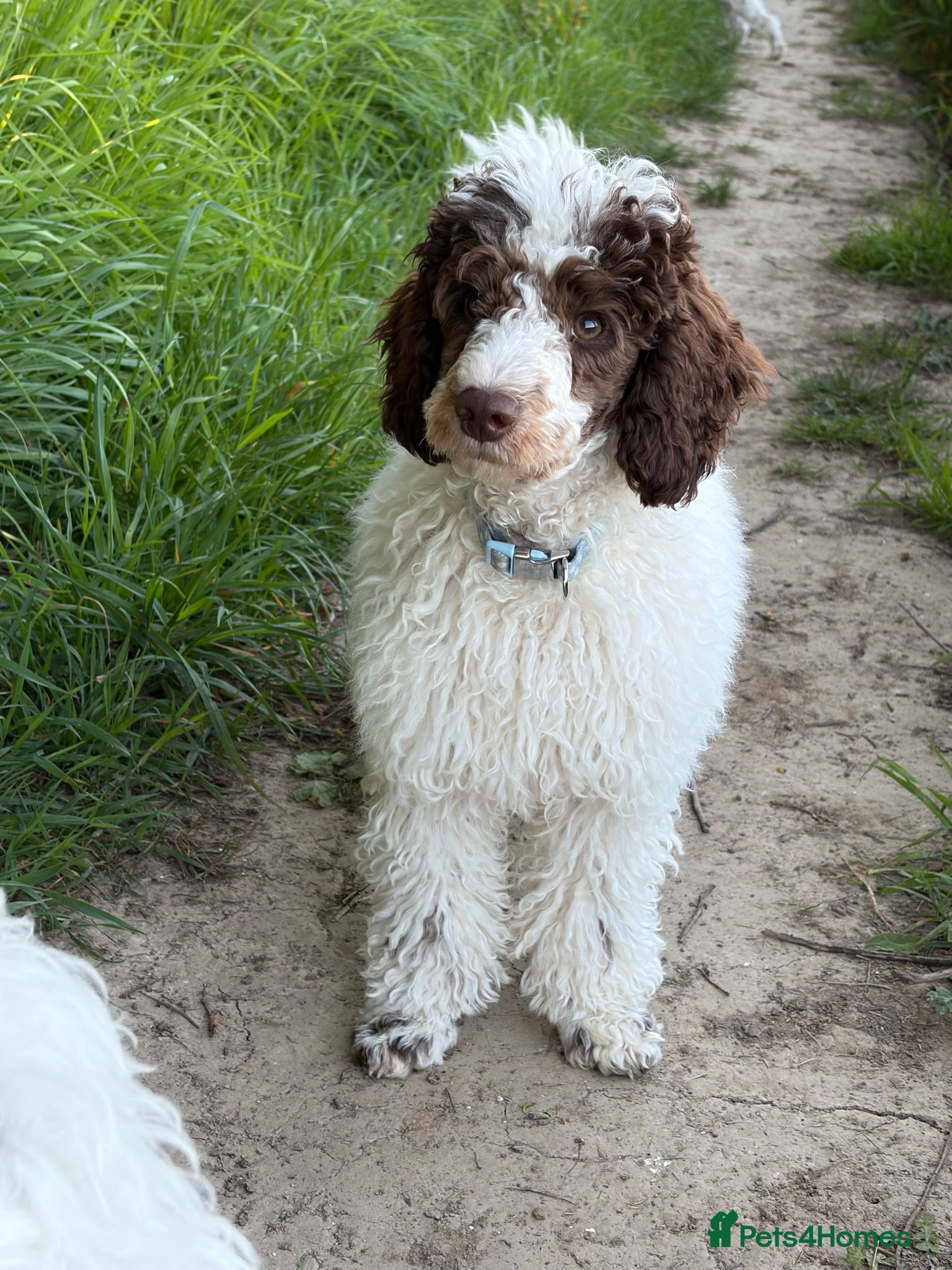Miniature Poodle dogs Beautiful parti miniature poodle - Advert 2
