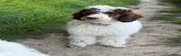 Miniature Poodle dogs for sale: Beautiful parti miniature poodle - Advert 1