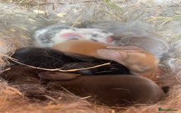 Mini Lop rabbits for sale: Mini lop bunnies  - Image 1