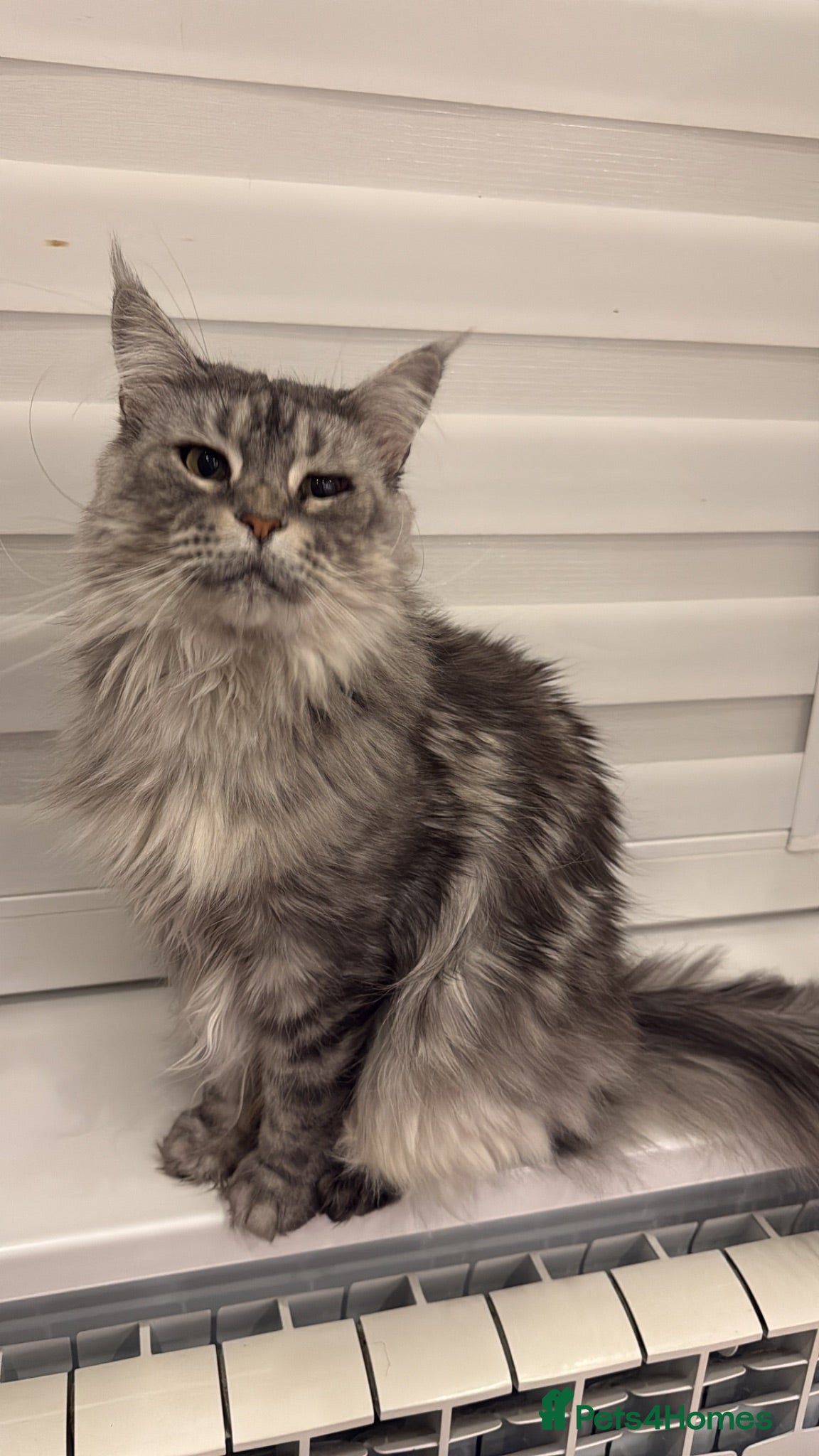 Maine Coon cats  🐾 Seeking Their Forever Homes Cleo and Dalia 🐾 - Advert 2