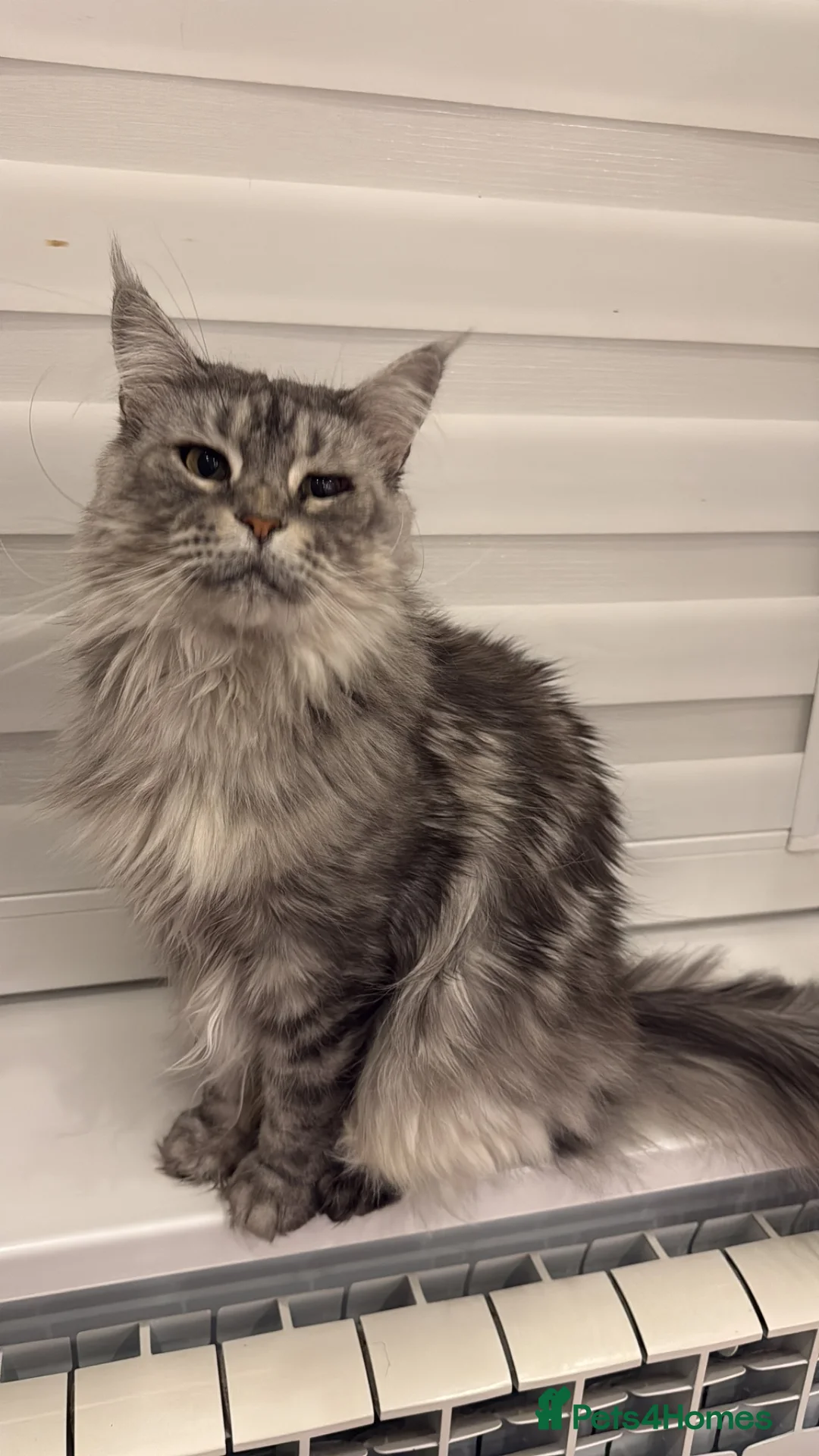 Maine Coon cats for sale:  🐾 Seeking Their Forever Homes Cleo and Dalia 🐾 - Advert 2