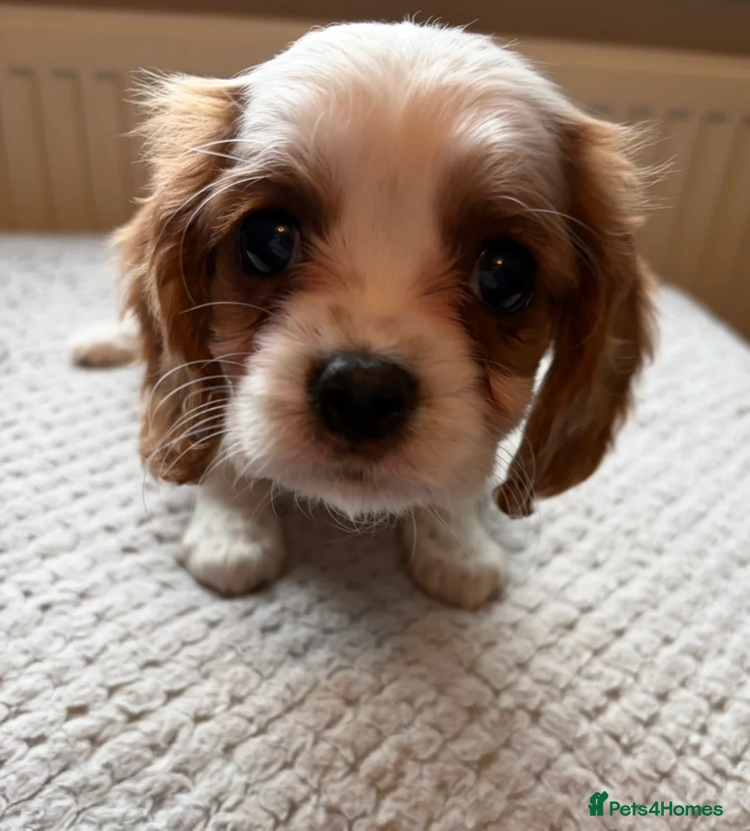 Cavalier King Charles Spaniel dogs for sale: Tri/ Blenheim Cavalier King Charles Puppies ready  - Advert 4