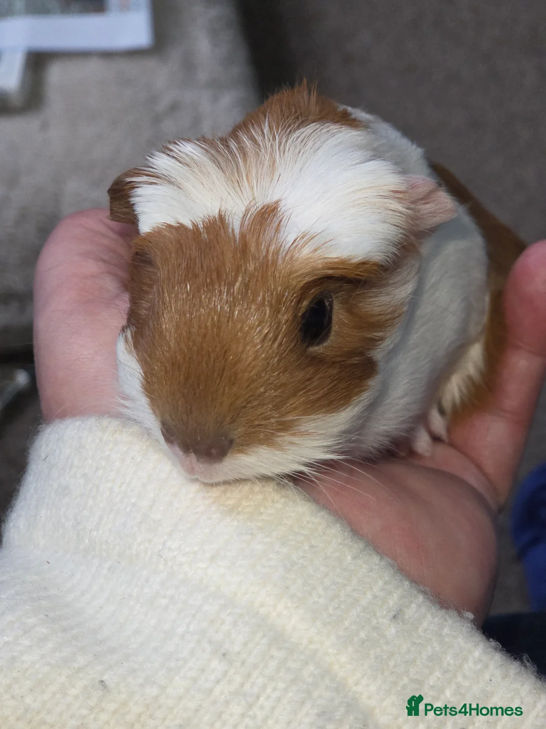 Guinea Pig rodents for sale: Boy guinea pig  - Advert 1