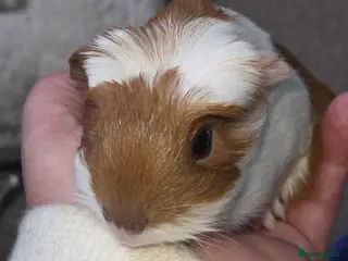 Guinea Pig rodents Boy guinea pig - Advert 18