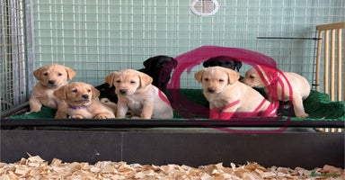 Labrador Retriever dogs - Advert 3