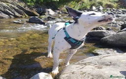 Mixed Breed dogs for adoption: Vicky (Dalmatian/Staffie mix) in London - Image 23