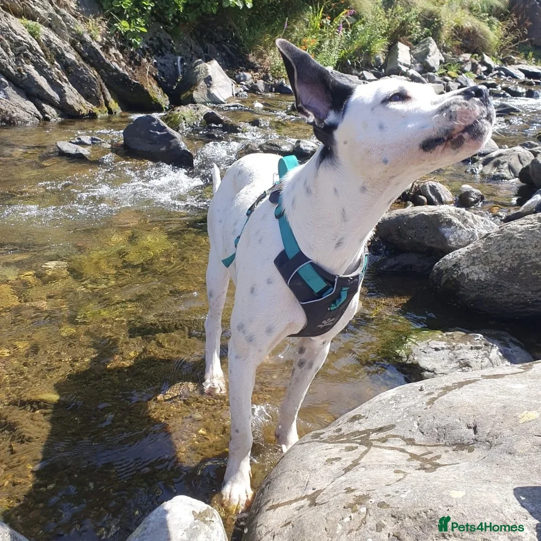 Mixed Breed dogs for adoption: Vicky (Dalmatian/Staffie mix) in London - Image 23