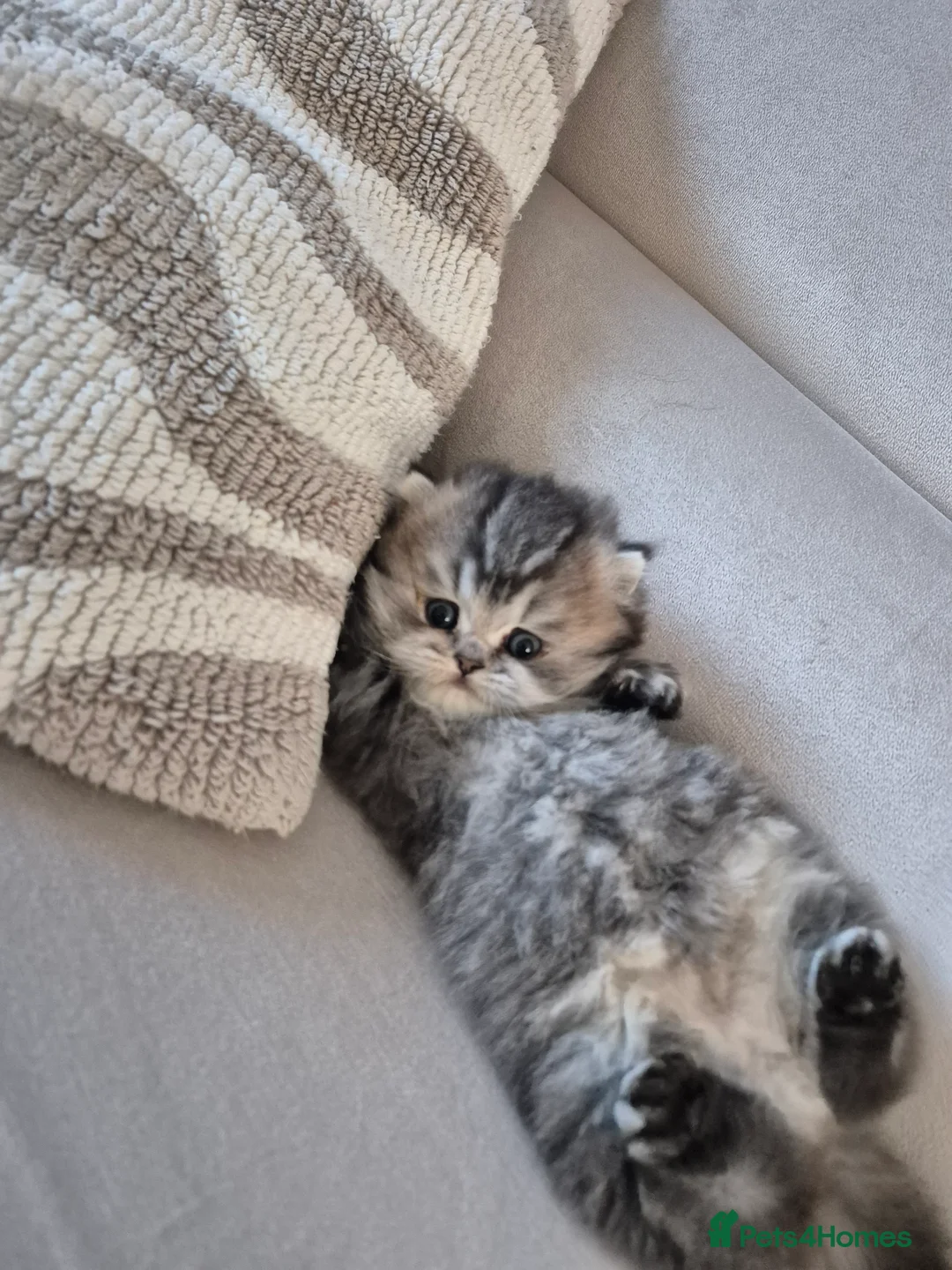 British Shorthair cats for sale: British kittens for sale in Hull - Advert 2