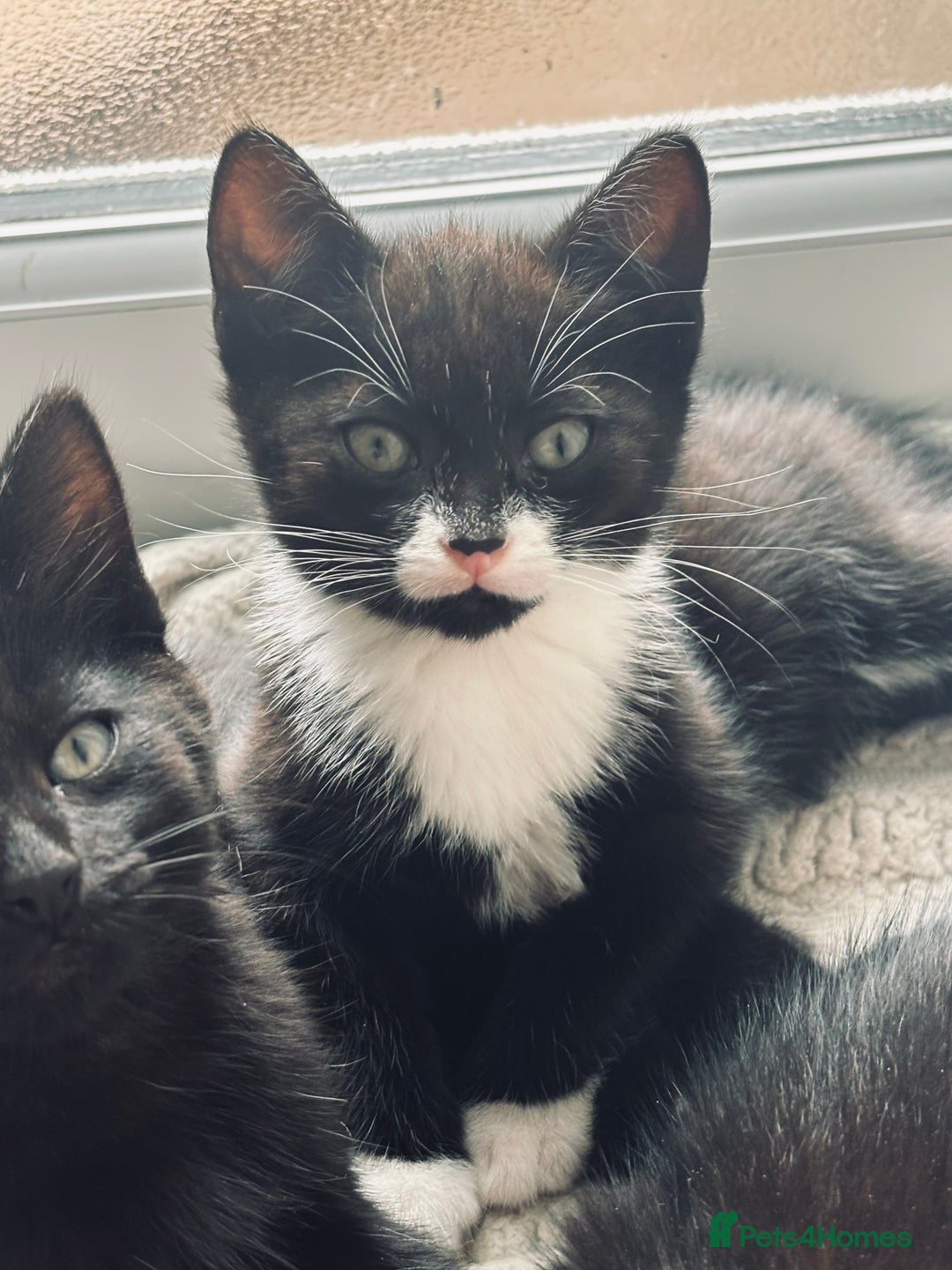 Domestic Shorthair cats for adoption: -Adopt from Cats in Crisis East London  - Image 13