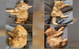 Mixed Breed cats for sale: 9 Beautiful Mixed Kittens - Image 7