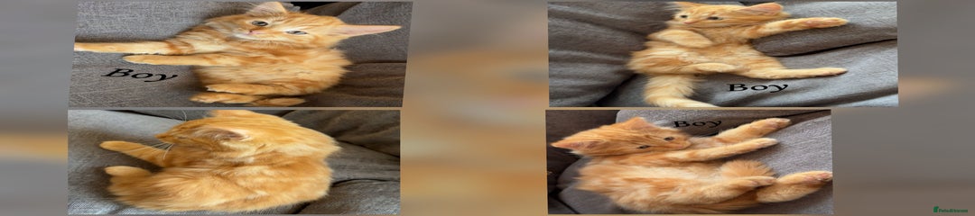Mixed Breed Kitten 3