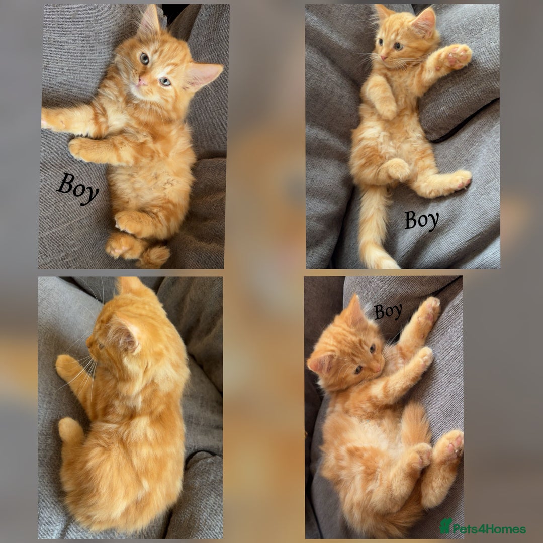Mixed Breed cats for sale: 9 Beautiful Mixed Kittens - Image 7