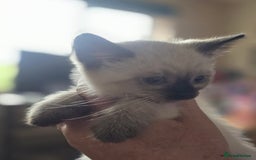 Ragdoll cats for sale: Beautiful Ragdoll cross kittens.  - Image 3
