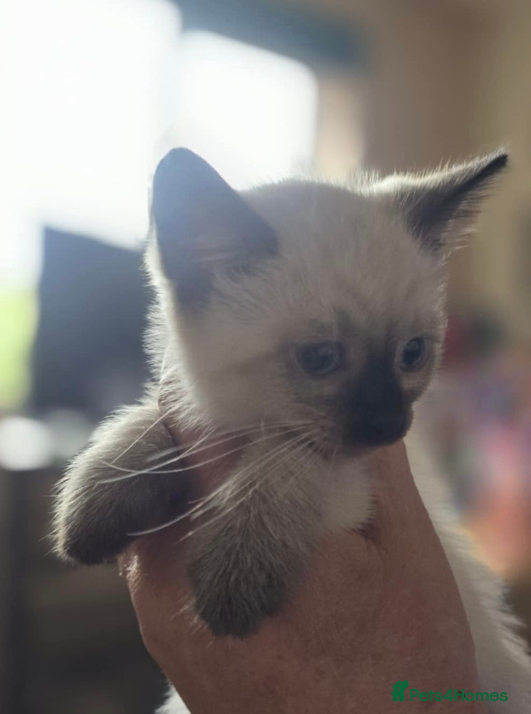 Ragdoll cats for sale: Beautiful Ragdoll cross kittens.  - Image 3