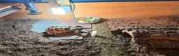 Tortoise reptiles for sale: male friendly tortoise - Advert 3