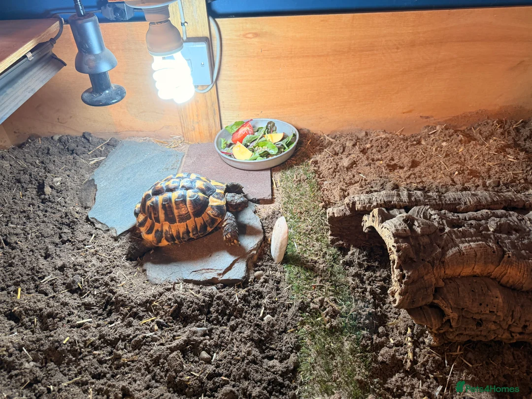 Tortoise reptiles for sale: male friendly tortoise - Advert 3