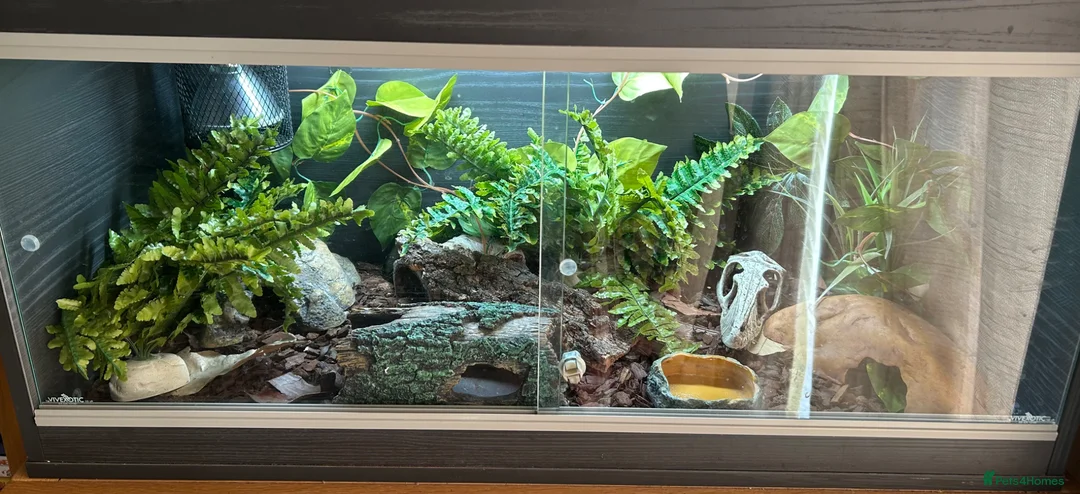 Gecko reptiles for sale: African fat tail including enclosure  - Advert 2