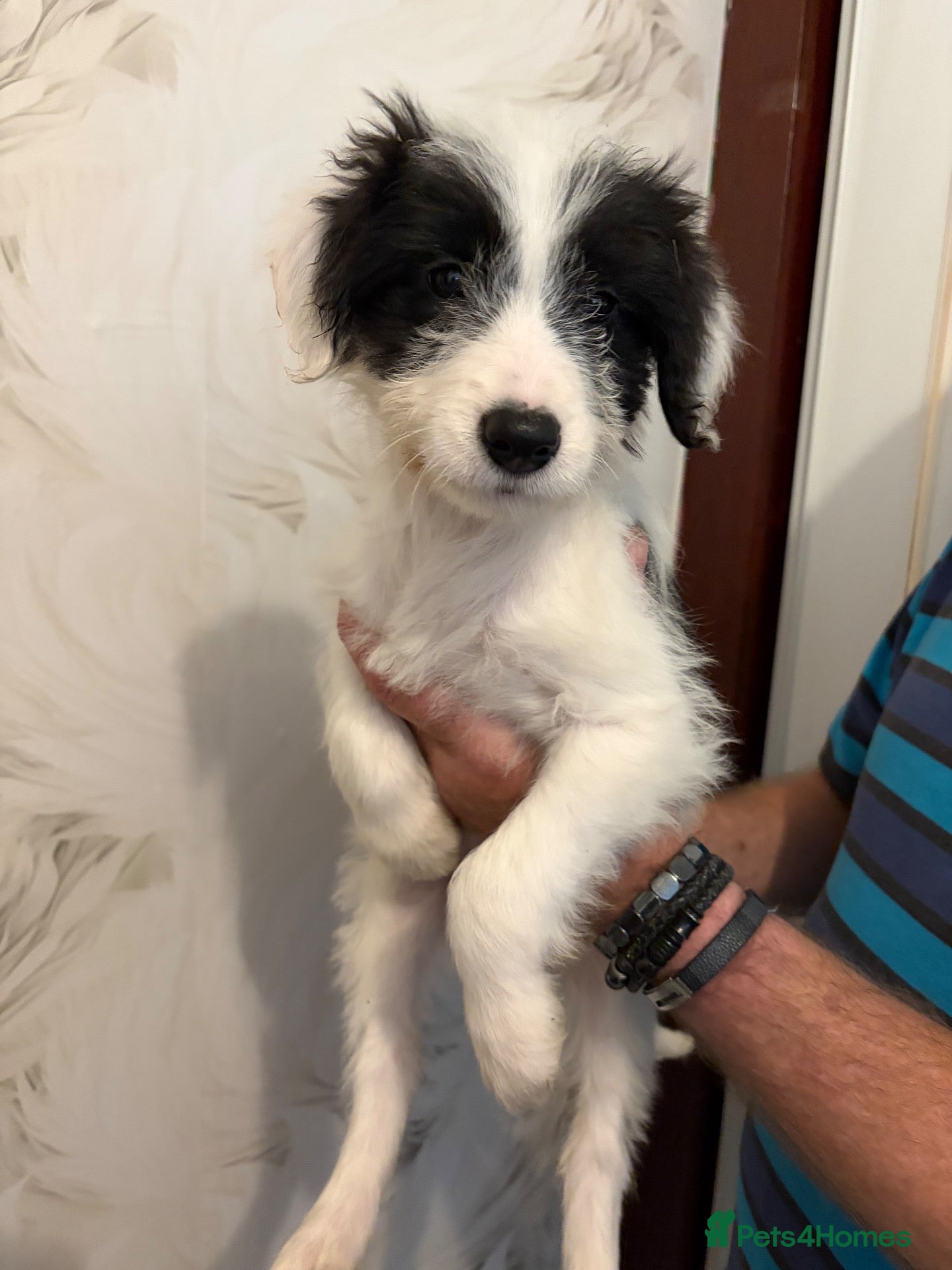 Mixed Breed dogs for sale: Last girl - Advert 7