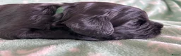 Australian Labradoodle dogs for sale: Multigenerational Australian Labradoodle puppies  - Advert 19