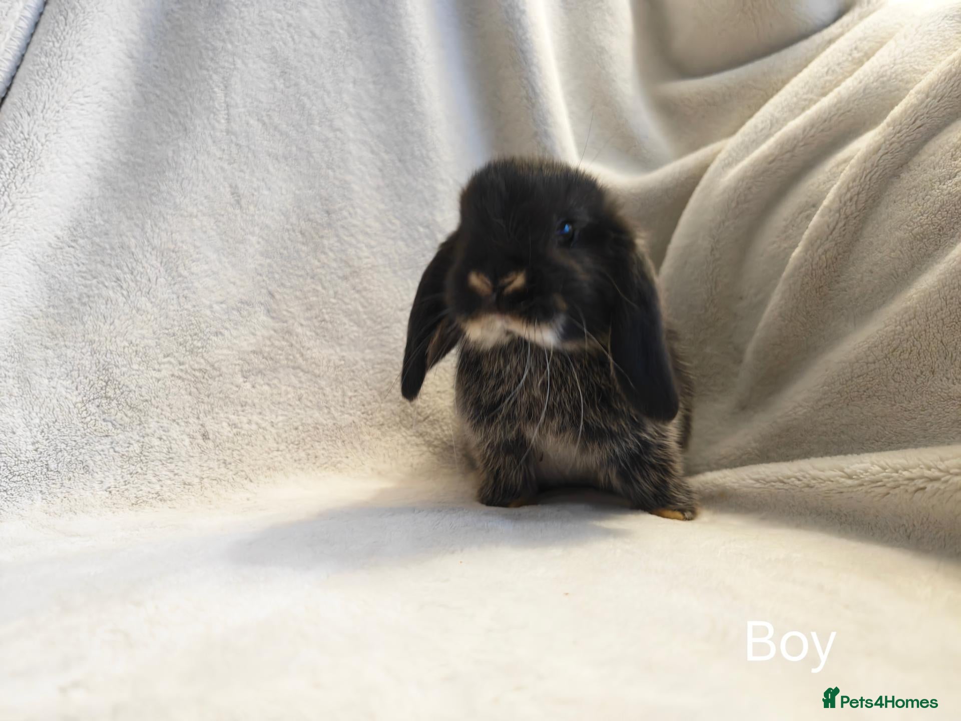 Mini Lop rabbits Beautiful Mini Lop Bunnies  - Advert 5