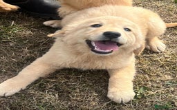 Goldendoodle dogs for sale: Healthy happy small golden retriever type puppies - Image 5