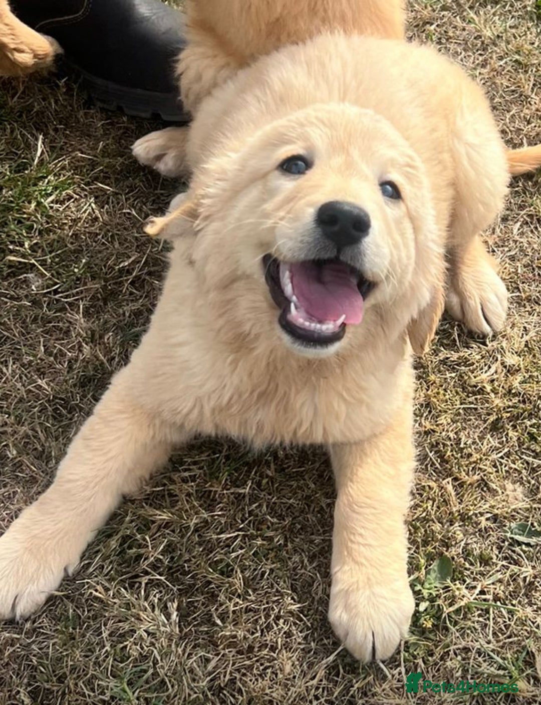 Goldendoodle dogs for sale: Healthy happy small golden retriever type puppies - Image 5
