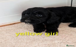 Cockapoo dogs for sale: Stunning f1 Cockapoo puppy's  - Image 7