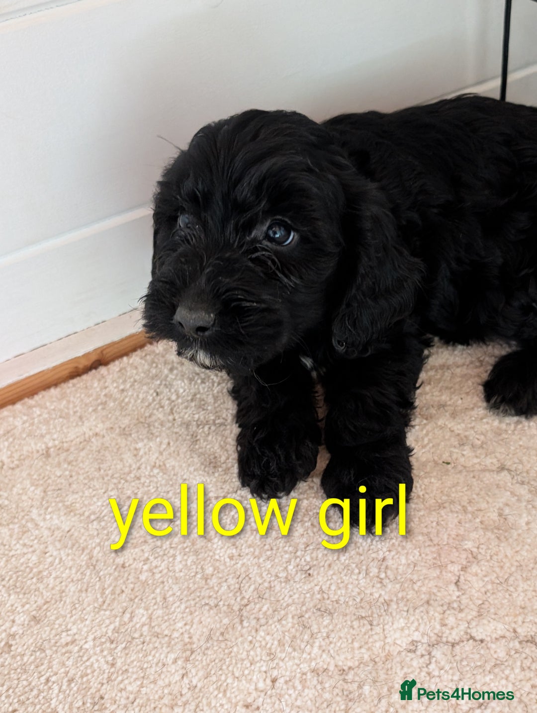 Cockapoo dogs for sale: Stunning f1 Cockapoo puppy's  - Image 7