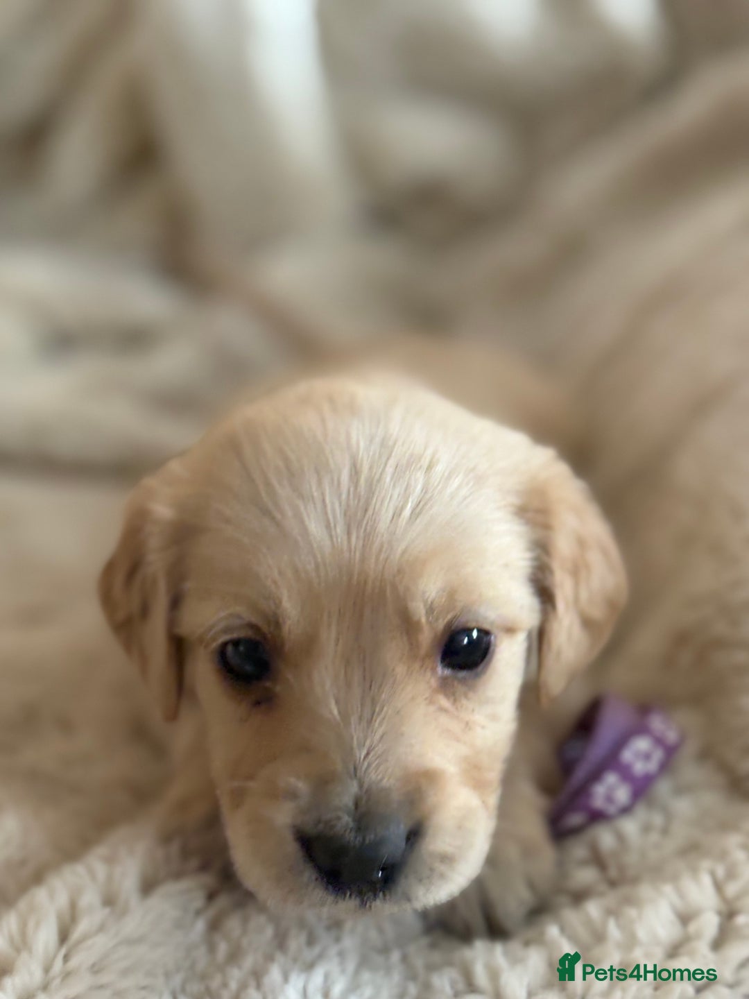 Golden Retriever dogs for sale: Golden retriever puppy Available 🐶🐾🦴  - Image 26