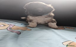 Shihpoo dogs for sale: F1B Shihpoo Teddy Bear Puppy's  - Image 5