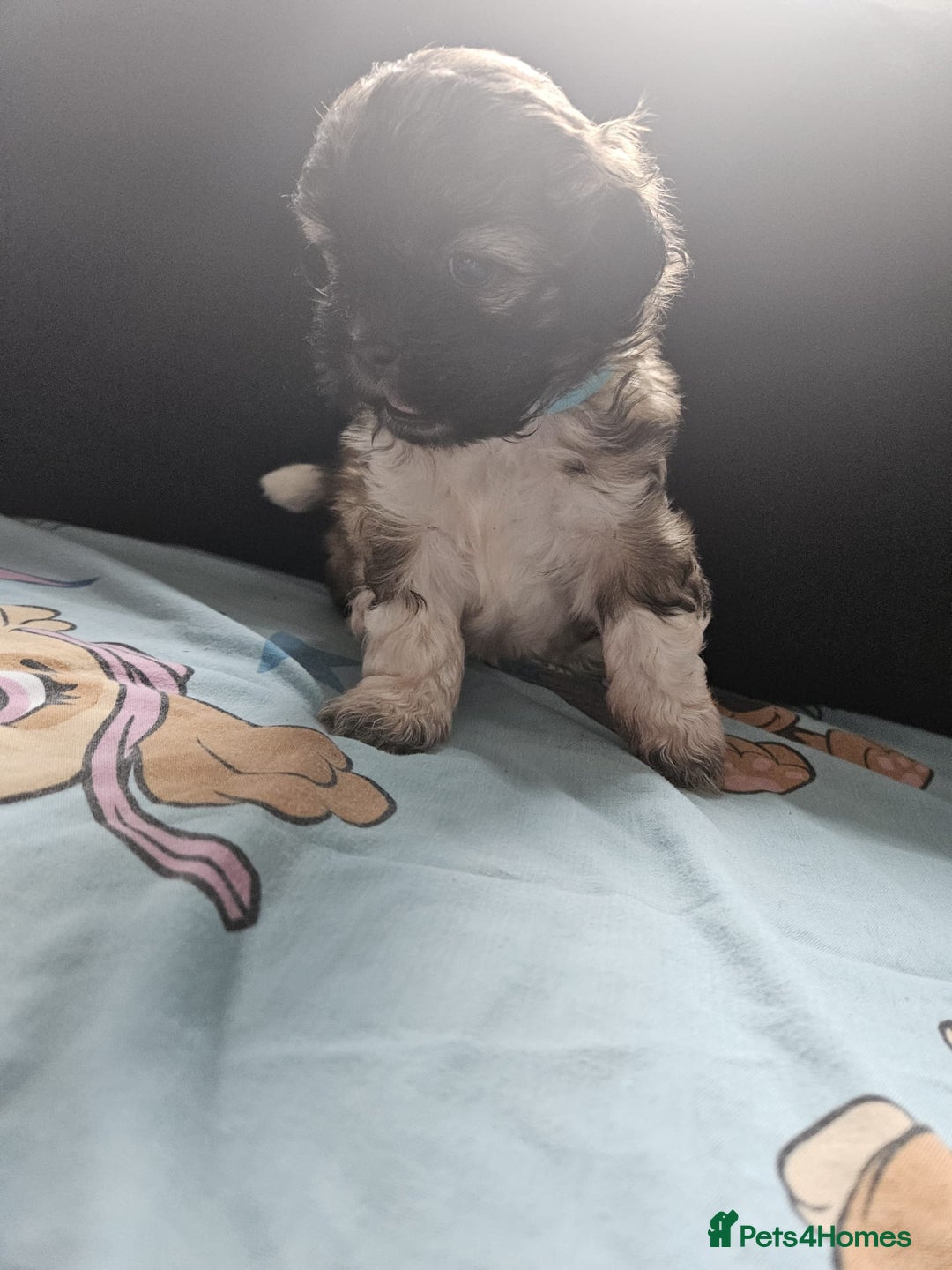 Shihpoo dogs for sale: F1B Shihpoo Teddy Bear Puppy's  - Image 5