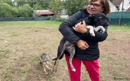 Mixed Breed dogs for adoption: Meet LARISA !  a Lovely Girl - for a Loving Home - Image 7