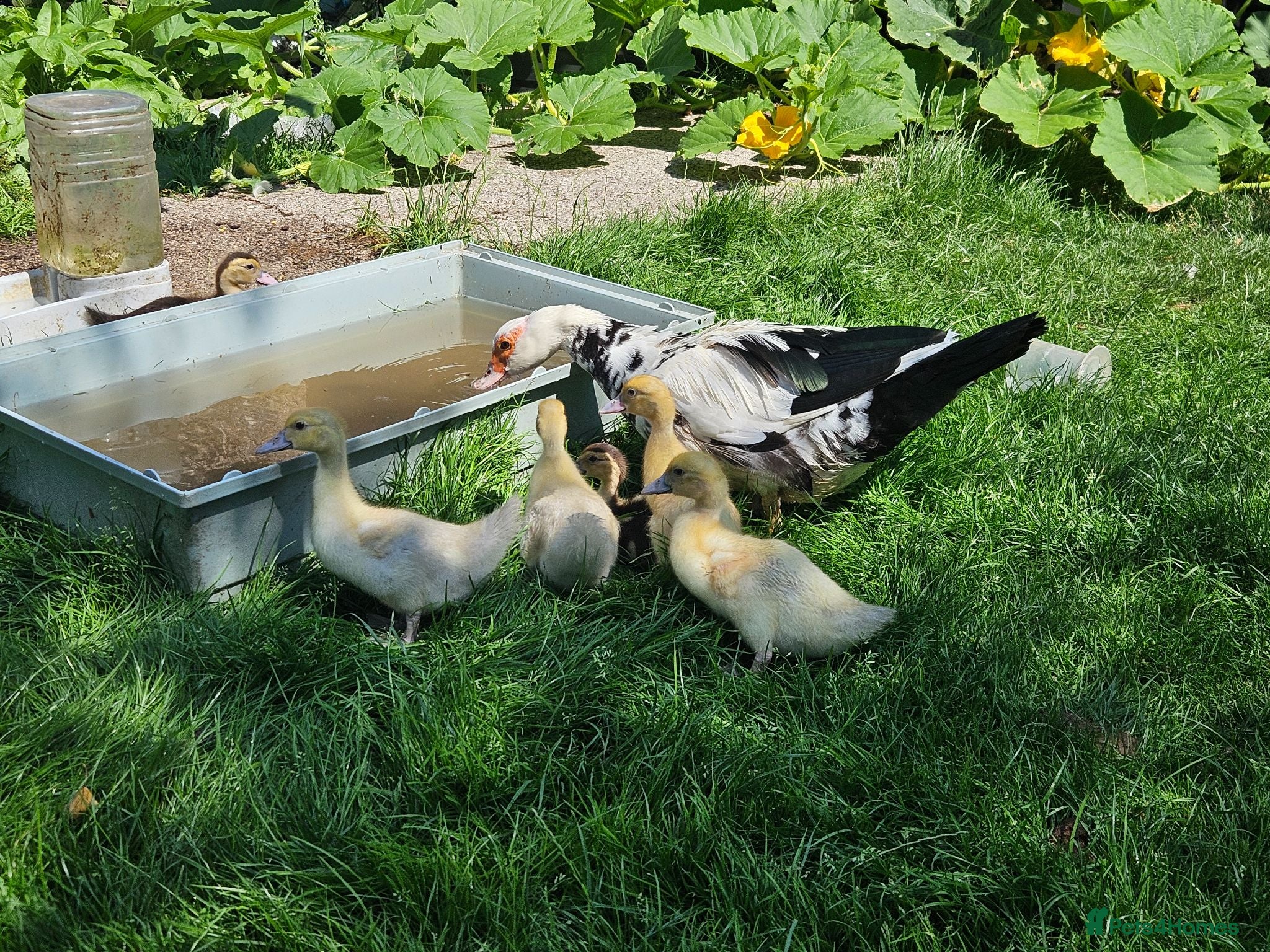 Mixed Breed poultry Musocvy ducklings x5 - Advert 2