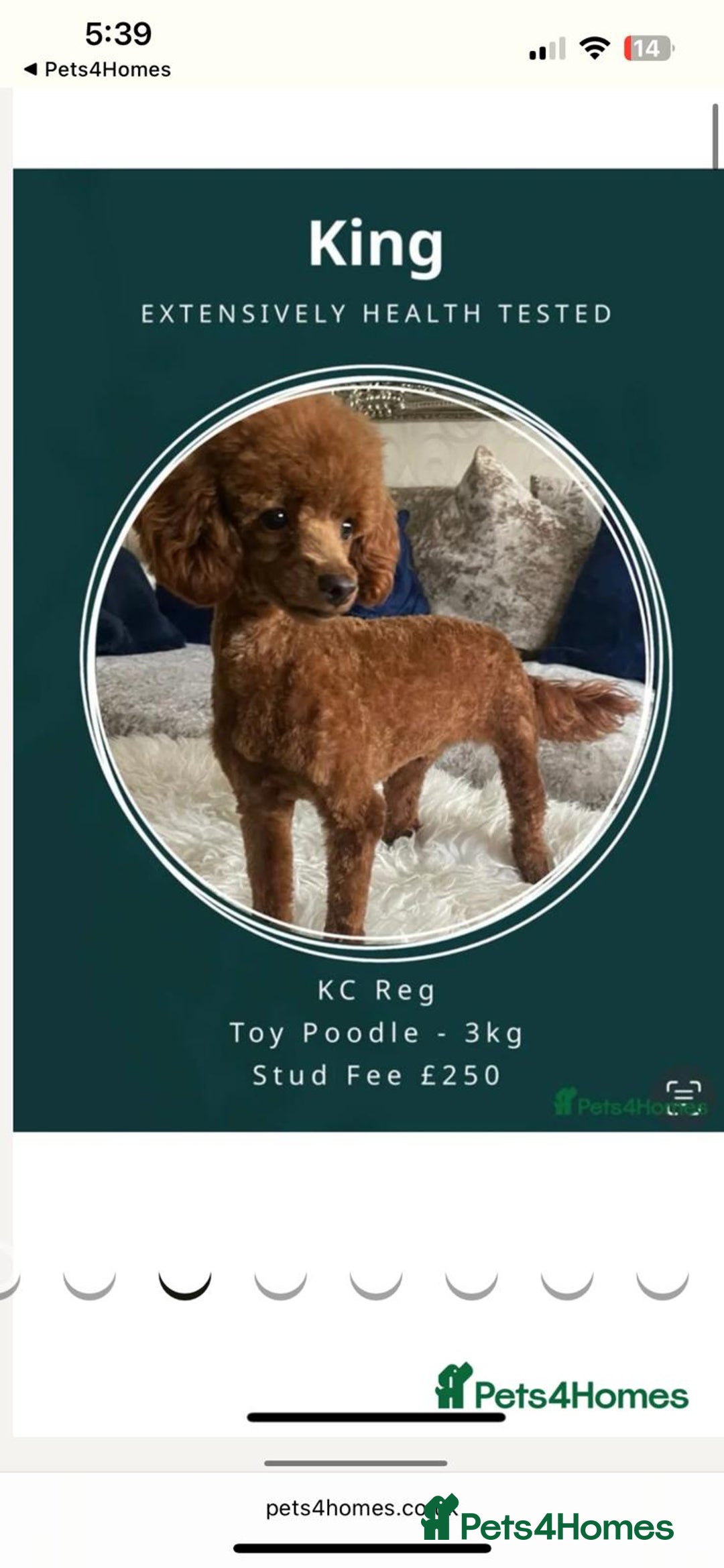 Maltipoo dogs for sale: Red Maltipoo boy 👑  - Advert 10