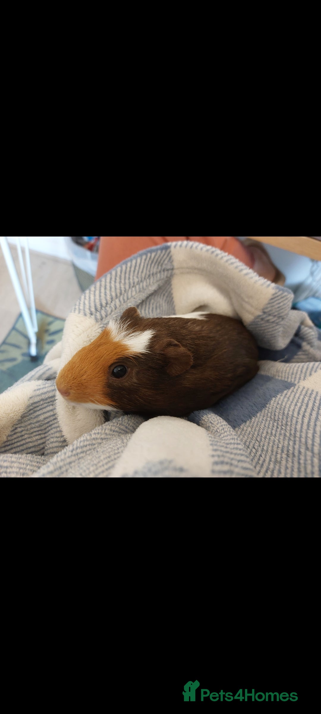Guinea Pig rodents for sale: 4 Female guinea pigs for rehoming - Advert 8