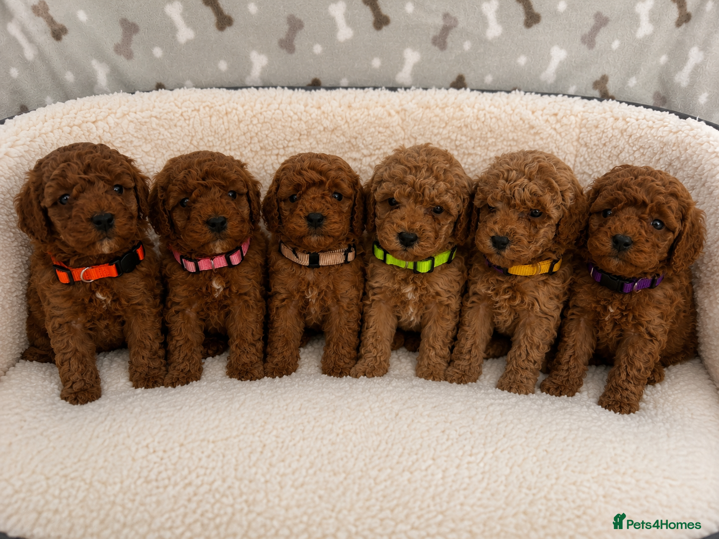 Cavapoo dogs for sale: Stunning F1BB Toy cavapoo - Advert 1