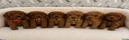 Cavapoo dogs for sale: Stunning F1BB Toy cavapoo - Advert 1
