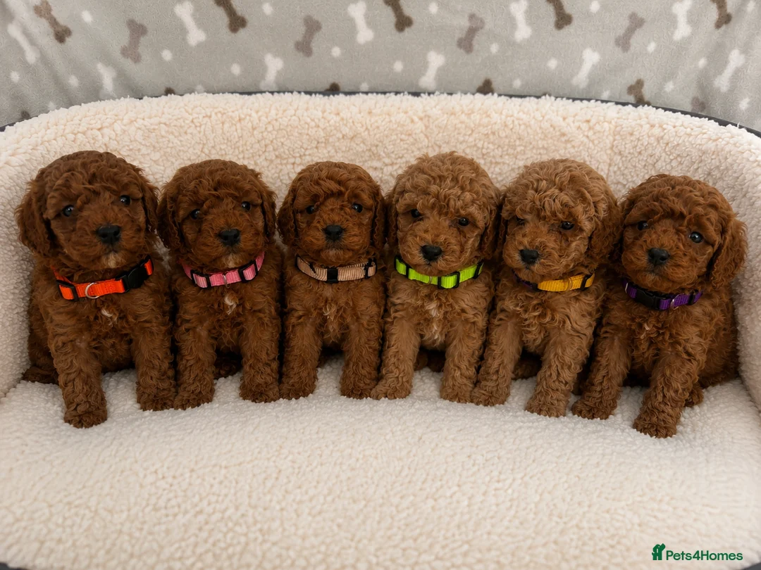 Cavapoo dogs for sale: Stunning F1BB Toy cavapoo - Advert 1