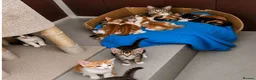 Mixed Breed cats for sale: Male kittens  in Doncaster - Advert 2