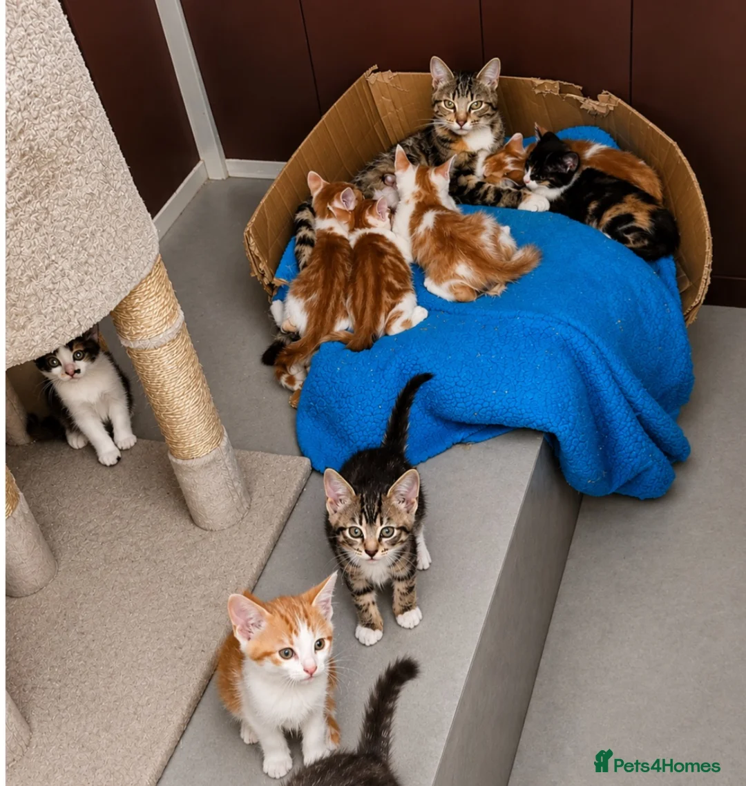 Mixed Breed cats for sale: Male kittens  in Doncaster - Advert 2