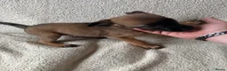 Belgian Shepherd Dog dogs for sale: Last 3 girls ready to leave now kc registered  - Advert 2