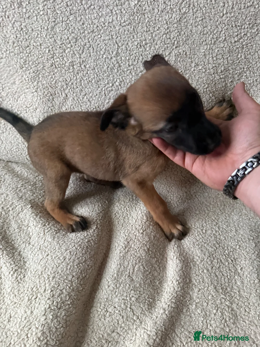 Belgian Shepherd Dog dogs for sale: Last 3 girls ready to leave now kc registered  - Advert 2