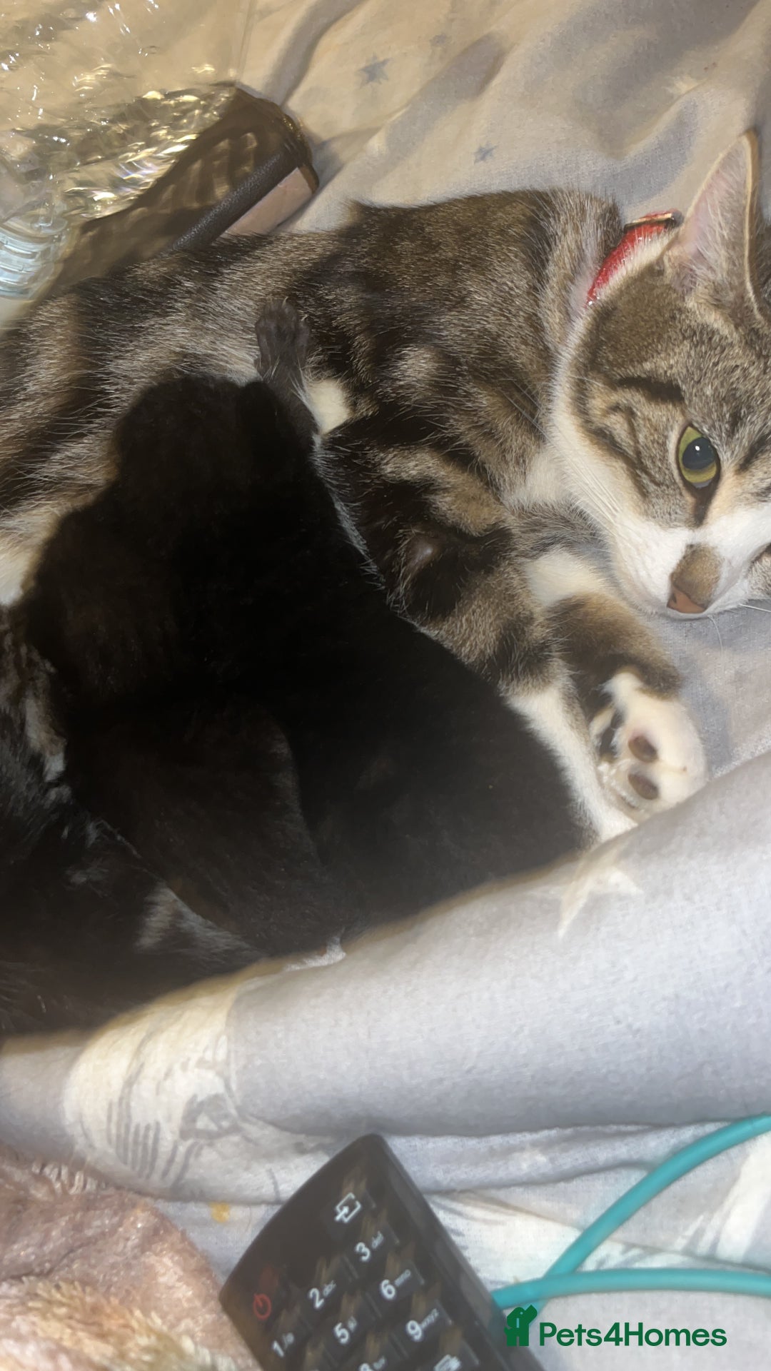 American Wirehair cats for sale: Three Kittens Looking for Good Homes 🐾 - Advert 7